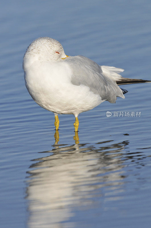 环嘴鸥，德索托堡县公园，佛州Tierra Verde。Larus delawarensis